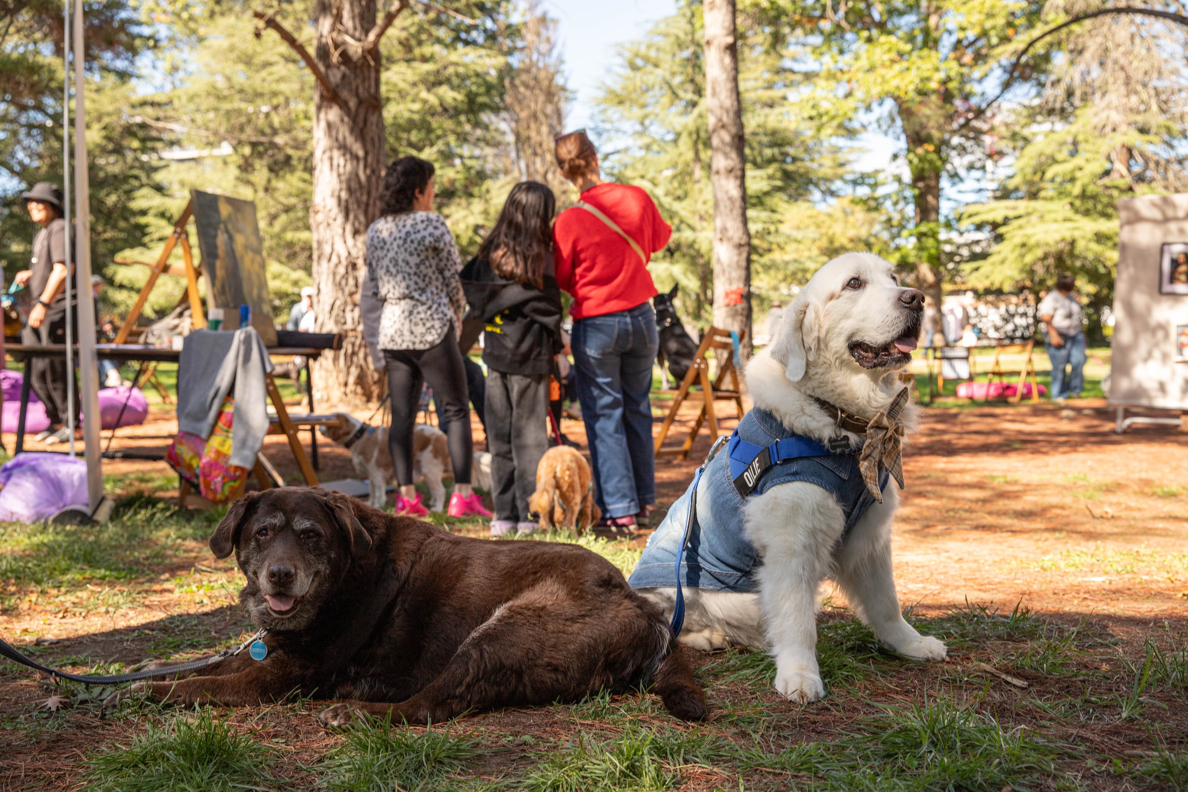 Two dogs in a park with a group of humans standing behind them.