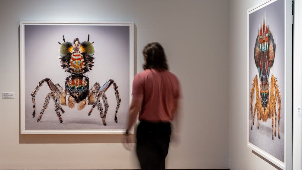 A man observing artworks in Maria Fernanda Cardoso's Spiders of Paradise exhibition