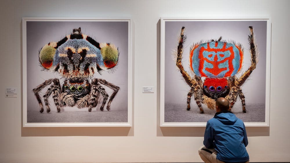 A man observing artworks in Maria Fernanda Cardoso's Spiders of Paradise exhibition