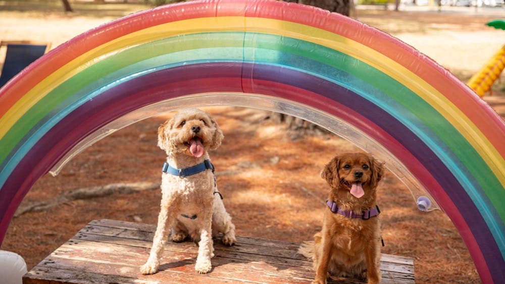 Two dogs sitting under an inflatable rainbow