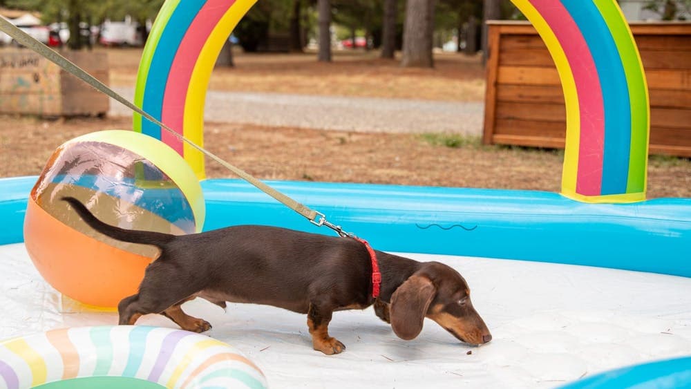 A sausage dog on a lead in an inflatable paddling pool with an inflatable beach ball and rainbow
